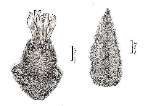 Diospyros gaultheriifolia: Drawing by Carla Teixeira de Lima. Work for hire.