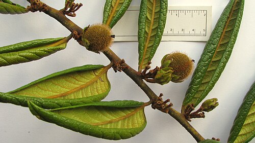 Diospyros gaultheriifolia: Diospyros gaultheriifolia Mart. ex Miq.