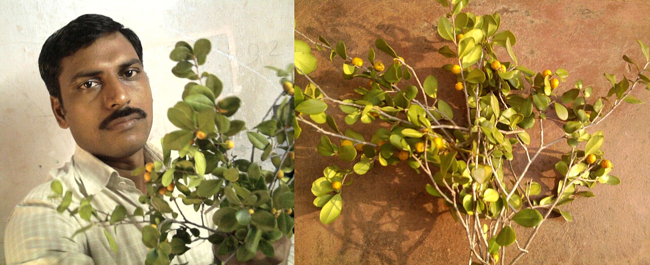 Diospyros geminata: Diospyros geminata at Vinjamur, Nellore (dt), A.P. India.