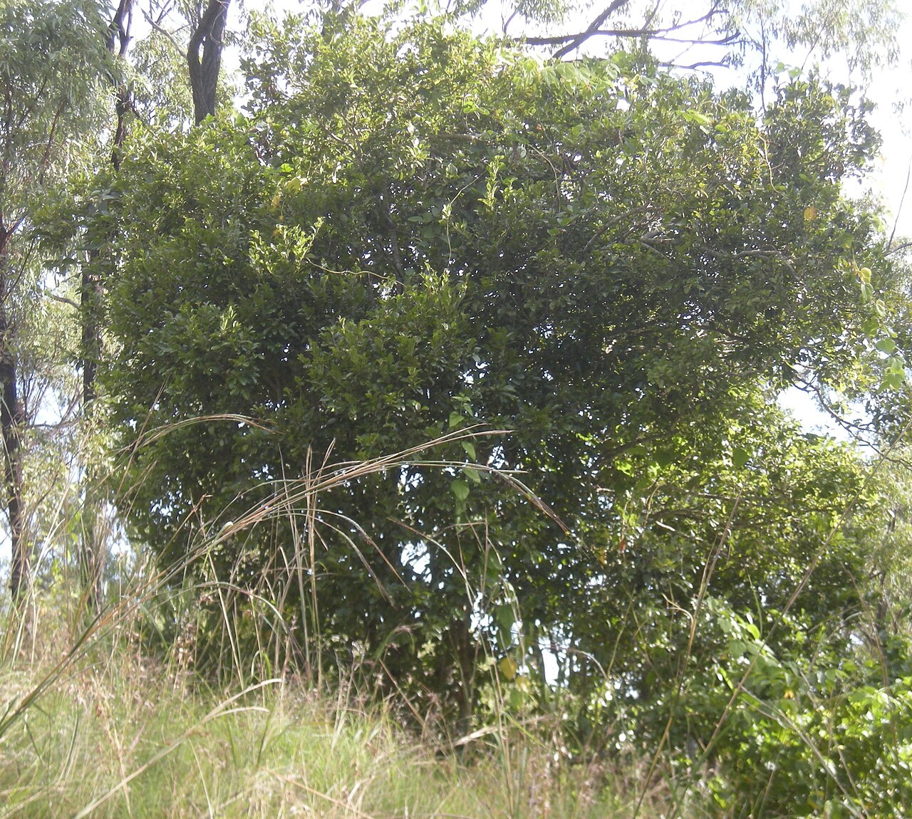 Diospyros geminata: Diospyros geminata bush