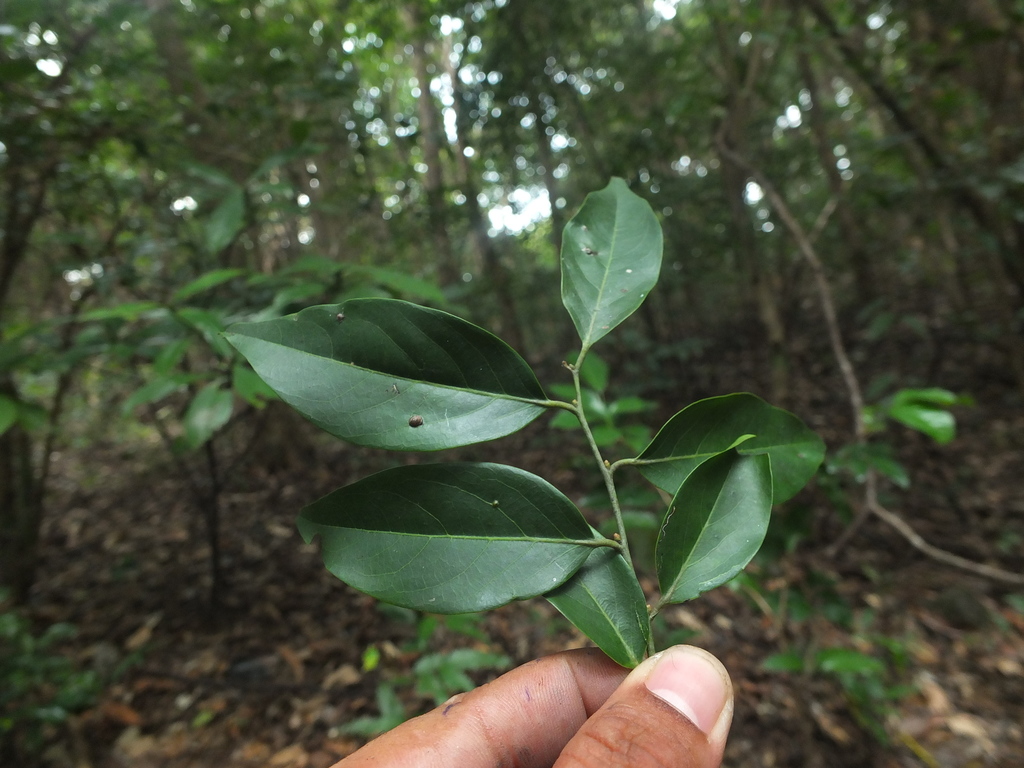 Diospyros ghatensis (Diospyros ghatensis)