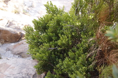 Blueberry bush (Diospyros glabra)