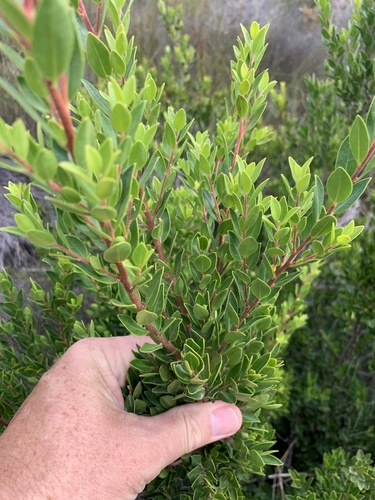 Blueberry bush (Diospyros glabra)