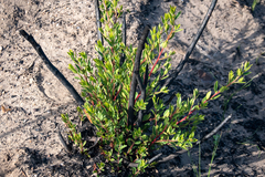 Blueberry bush (Diospyros glabra)
