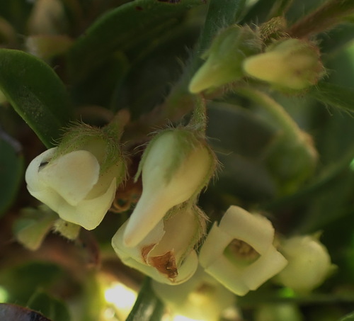 Blueberry bush (Diospyros glabra)