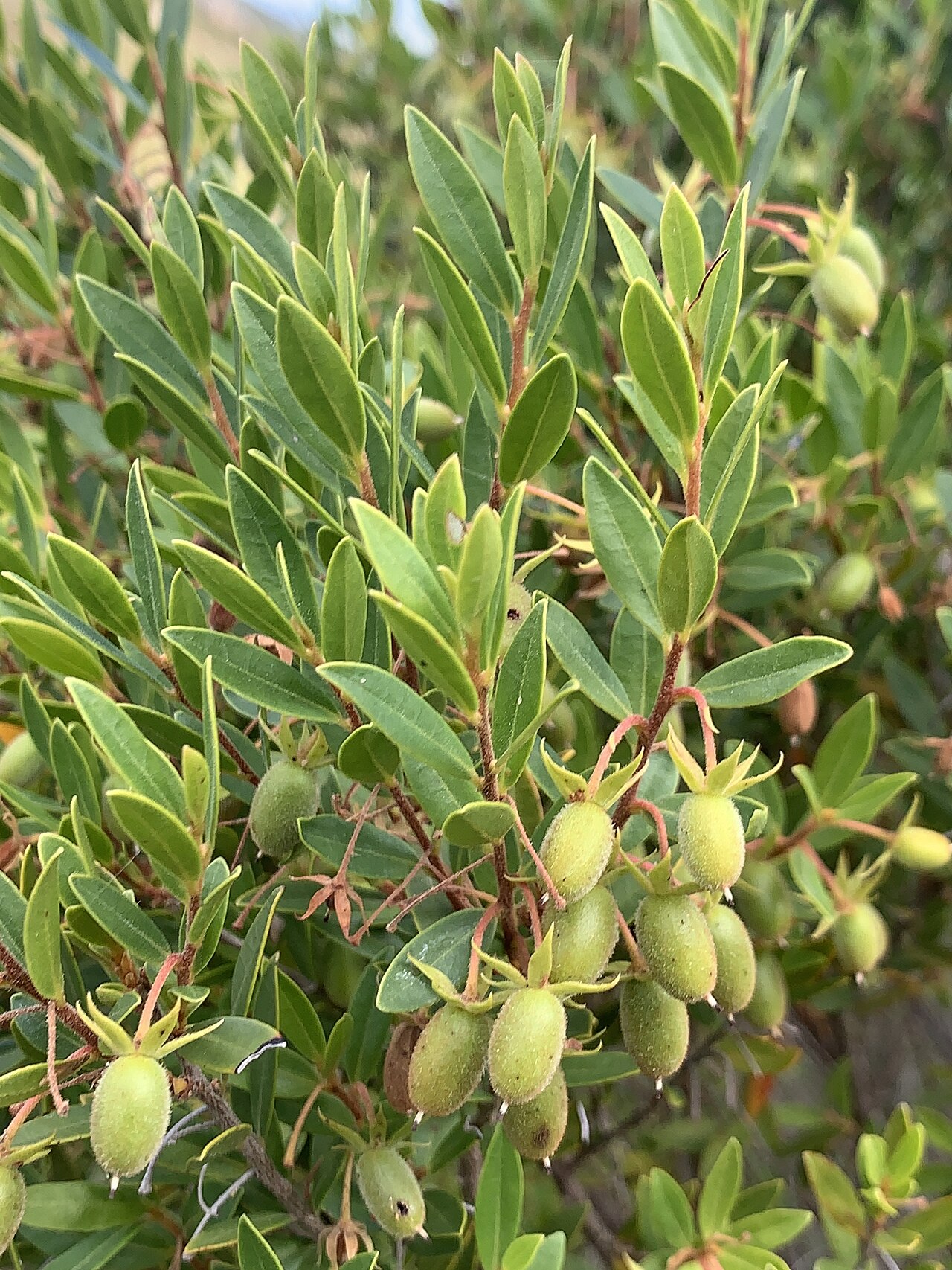 Blueberry bush: Cape Starapple (Diospyros glabra). Species of plant.