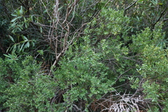 Blueberry bush (Diospyros glabra)