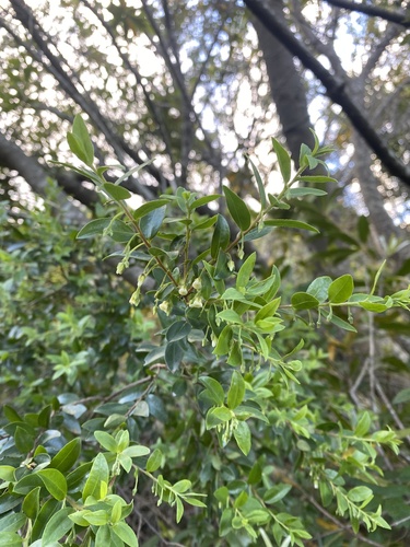Blueberry bush (Diospyros glabra)