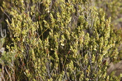 Blueberry bush (Diospyros glabra)