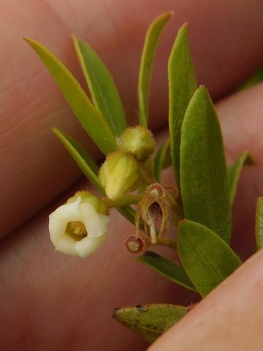 Blueberry bush (Diospyros glabra)