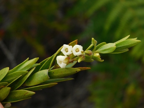Blueberry bush (Diospyros glabra)