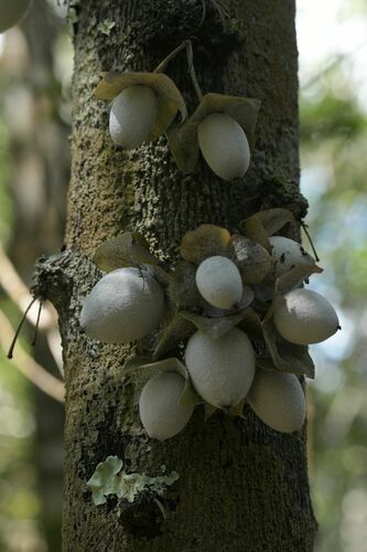 Diospyros gracilipes (Diospyros gracilipes)