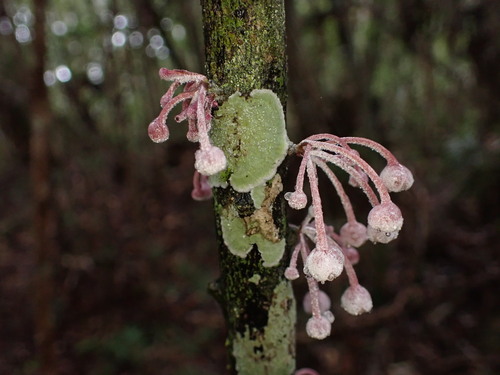 Diospyros gracilipes (Diospyros gracilipes)