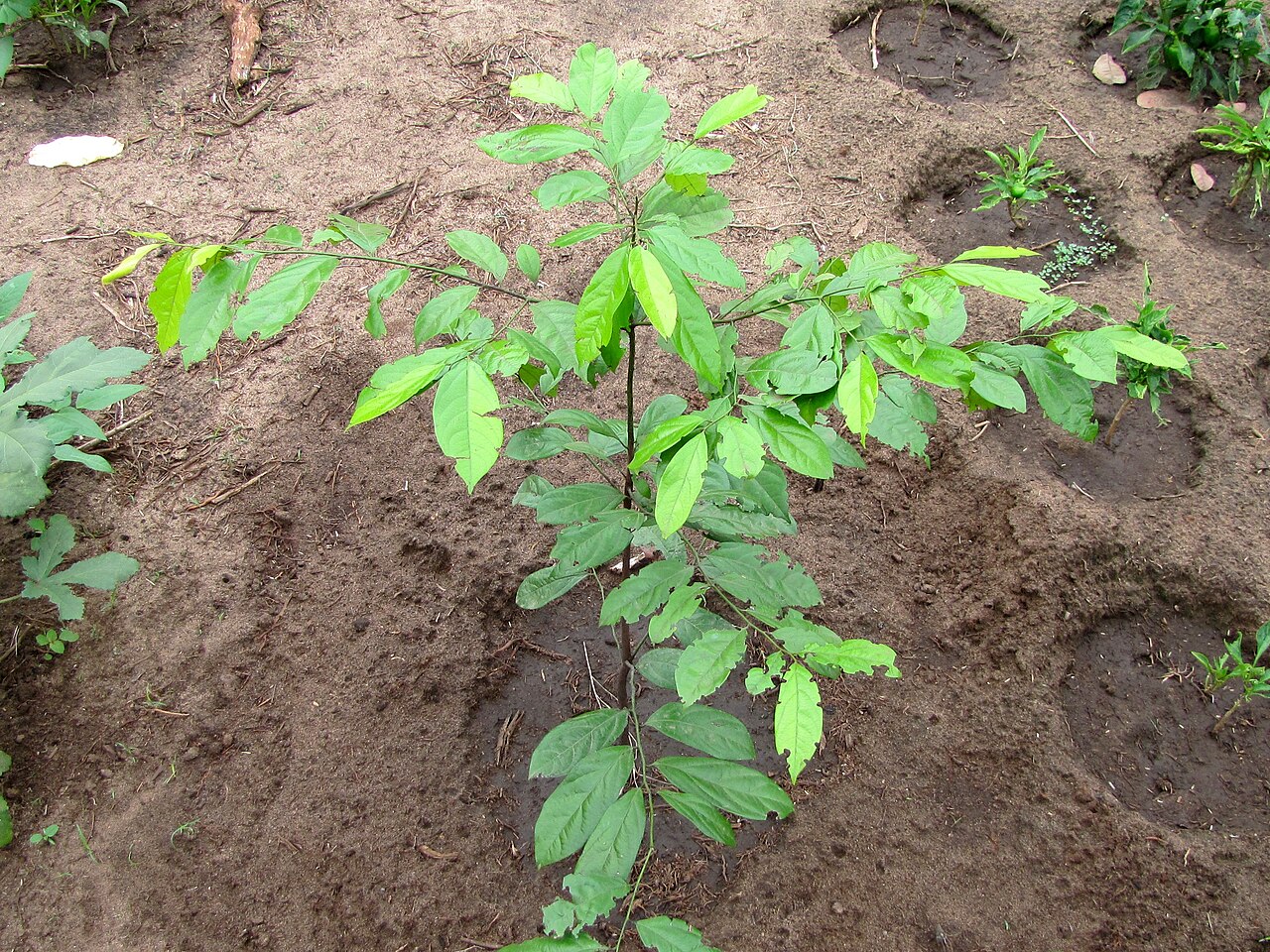 Diospyros greenwayi: Diospyros greenwayi, Mwabungo, Kenia, 16.04.2012