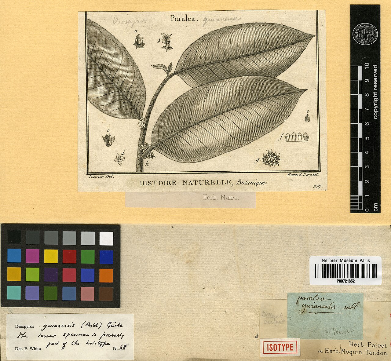 Diospyros guianensis: Paralea guianensis Aubl. (= Diospyros guianensis (Aubl.) Gürke ) - herbier collecté par Aublet en Guyane, conservé au MNHN P-P00721352