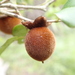 Diospyros haplostylis (Diospyros haplostylis)