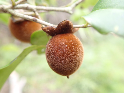 Diospyros haplostylis (Diospyros haplostylis)
