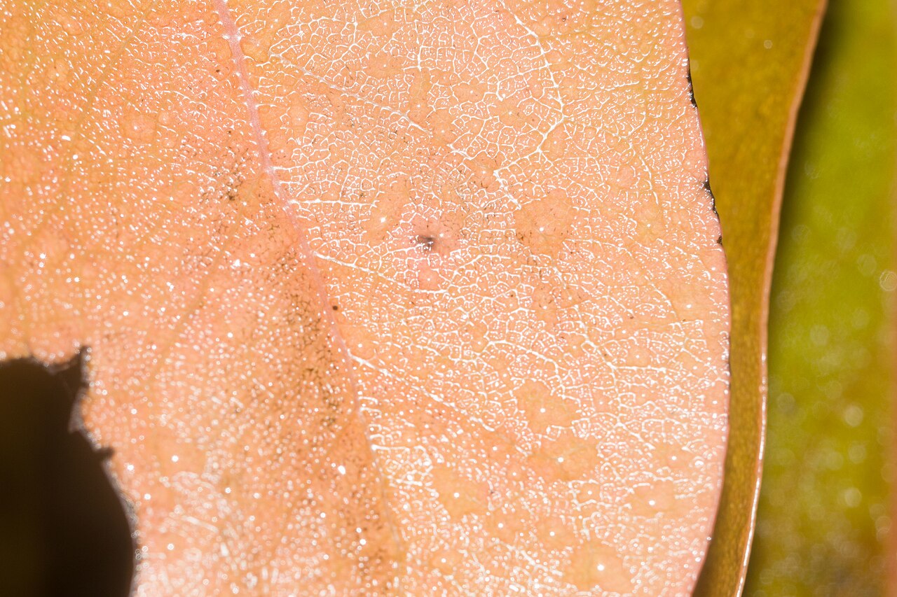 Elama: Hillebrand persimmon