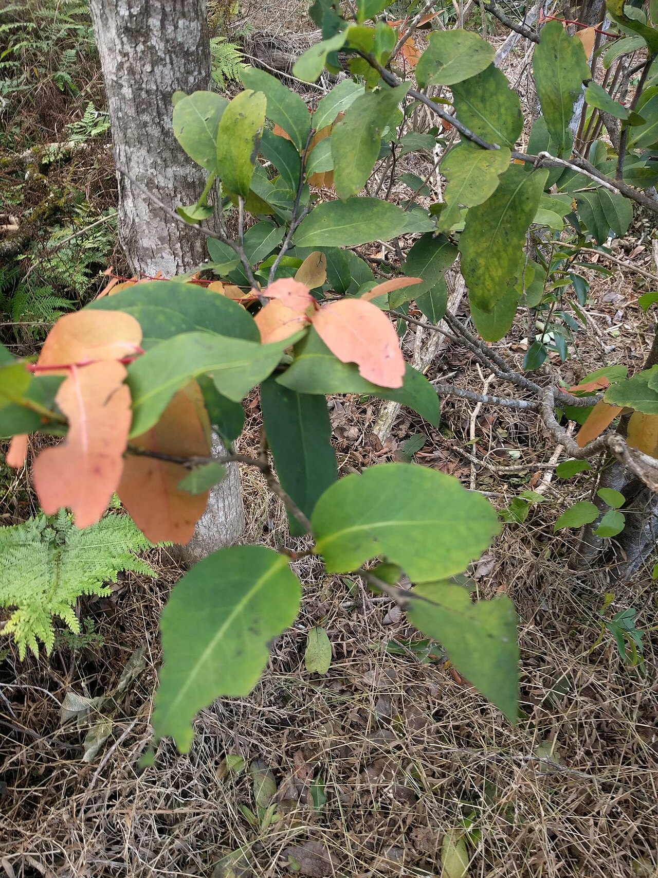 Elama: Hillebrand persimmon