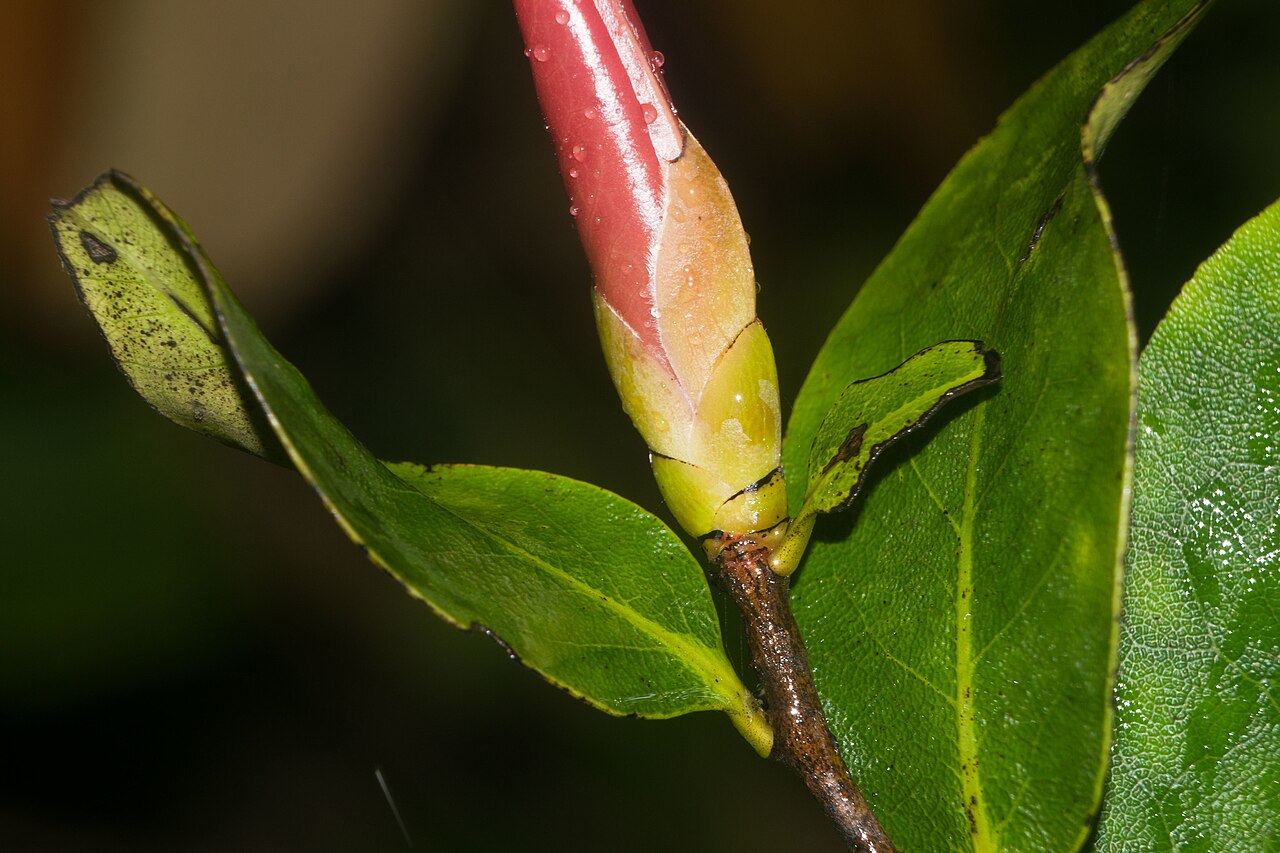 Elama: Hillebrand persimmon