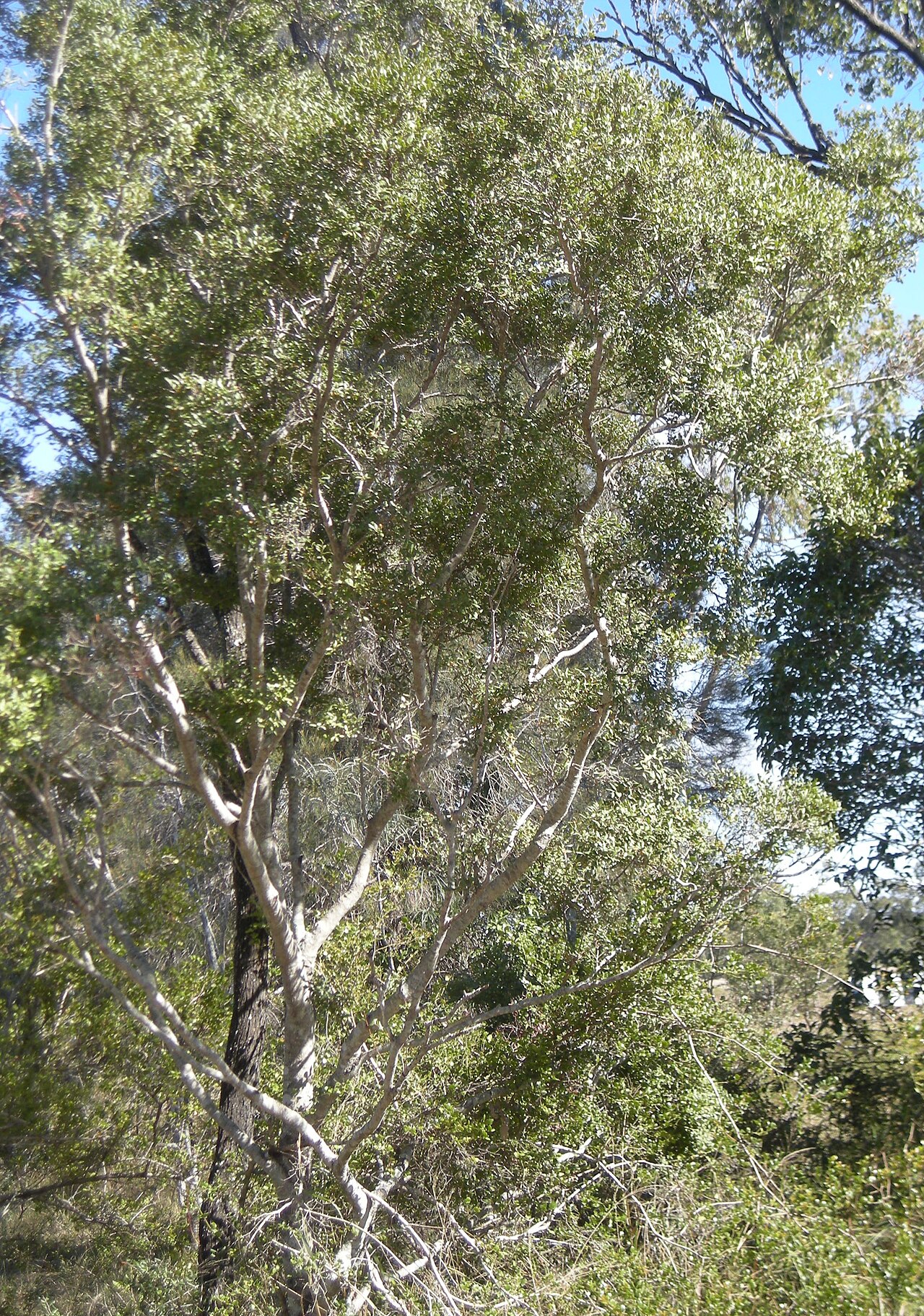 Diospyros humilis (Diospyros humilis)