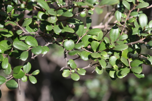 Diospyros humilis (Diospyros humilis)