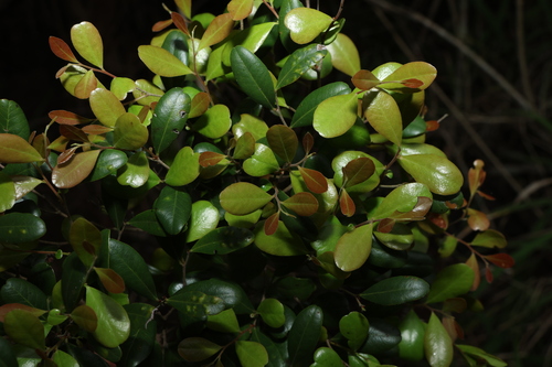 Diospyros humilis (Diospyros humilis)