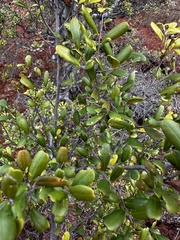 Diospyros humilis (Diospyros humilis)