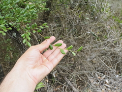Diospyros humilis (Diospyros humilis)