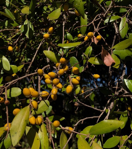 Diospyros humilis (Diospyros humilis)