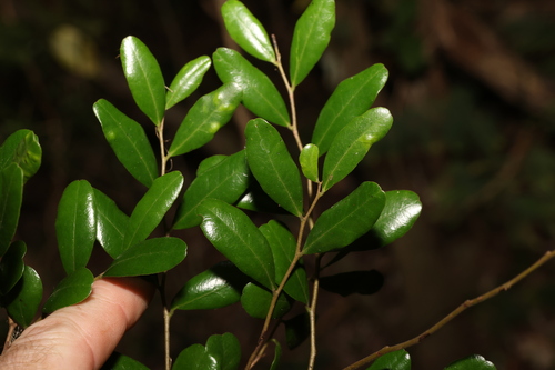 Diospyros humilis (Diospyros humilis)