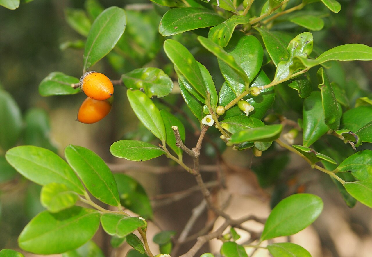 Diospyros humilis: Diospyros humilis fruit foliage and flowers