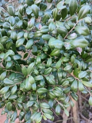 Diospyros humilis (Diospyros humilis)