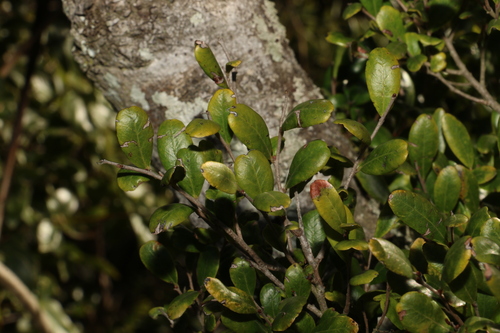 Diospyros humilis (Diospyros humilis)