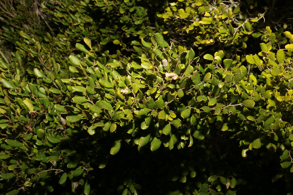 Diospyros humilis (Diospyros humilis)