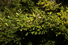 Diospyros humilis (Diospyros humilis)