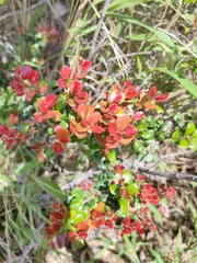 Diospyros humilis (Diospyros humilis)