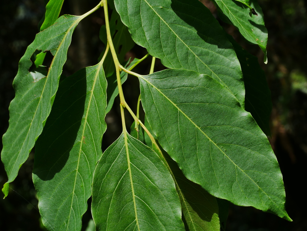 Diospyros japonica (Diospyros japonica)