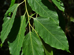 Diospyros japonica (Diospyros japonica)