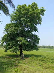 Diospyros juruensis (Diospyros juruensis)