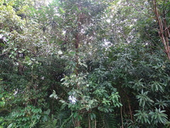 Diospyros juruensis (Diospyros juruensis)