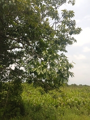 Diospyros juruensis (Diospyros juruensis)
