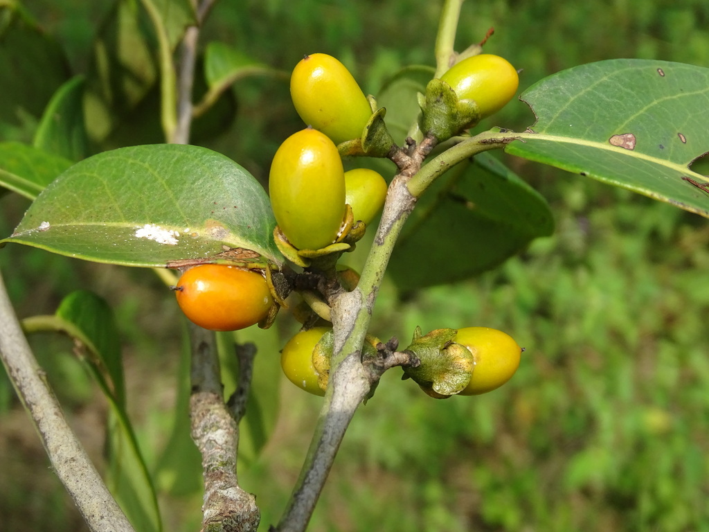 Diospyros juruensis (Diospyros juruensis)