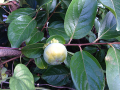 Japanese persimmon (Diospyros kaki)