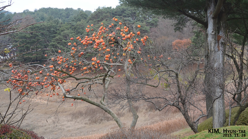 Japanese persimmon (Diospyros kaki)