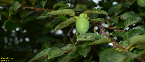 Japanese persimmon (Diospyros kaki)