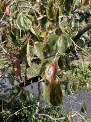 Japanese persimmon (Diospyros kaki)