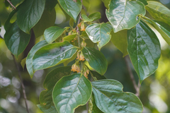 Japanese persimmon (Diospyros kaki)