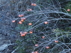 Japanese persimmon (Diospyros kaki)