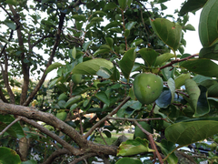 Japanese persimmon (Diospyros kaki)